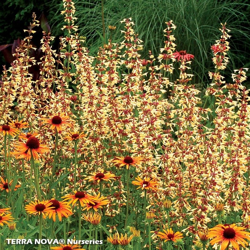 Agastache Summer Glow - Duftnessel (Hafen)