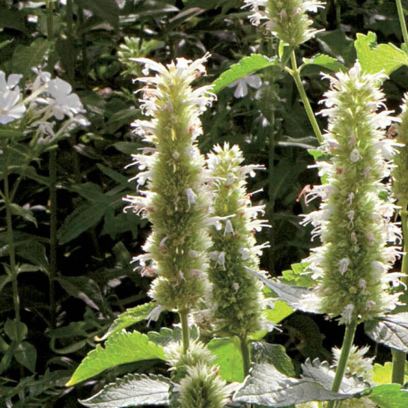 Agastache rugosa Alabaster - Duftnessel (Blüte)