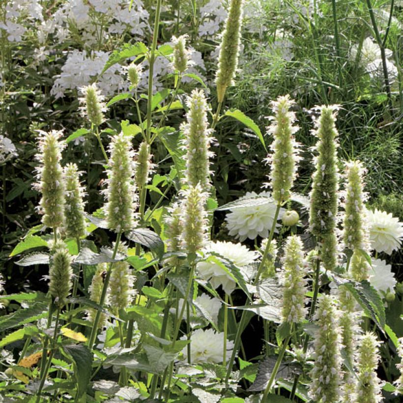 Agastache rugosa Alabaster - Duftnessel (Hafen)