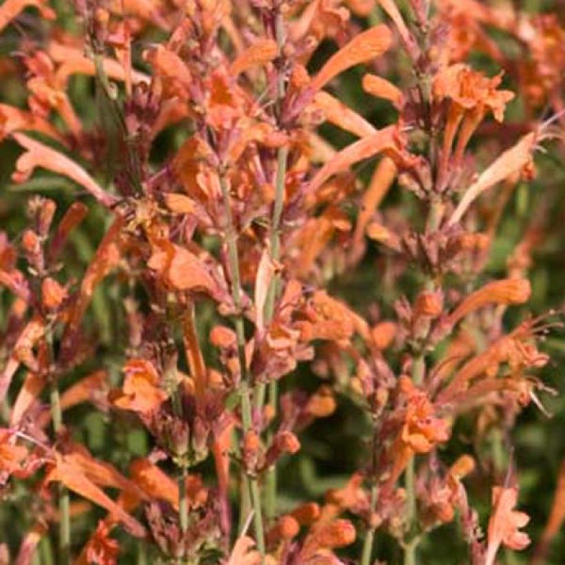 Agastache barberi Firebird - Duftnessel (Blüte)