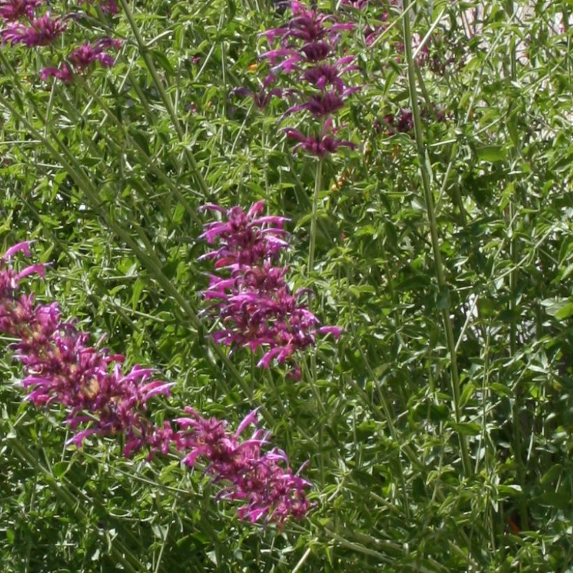 Agastache cana - Duftnessel (Laub)