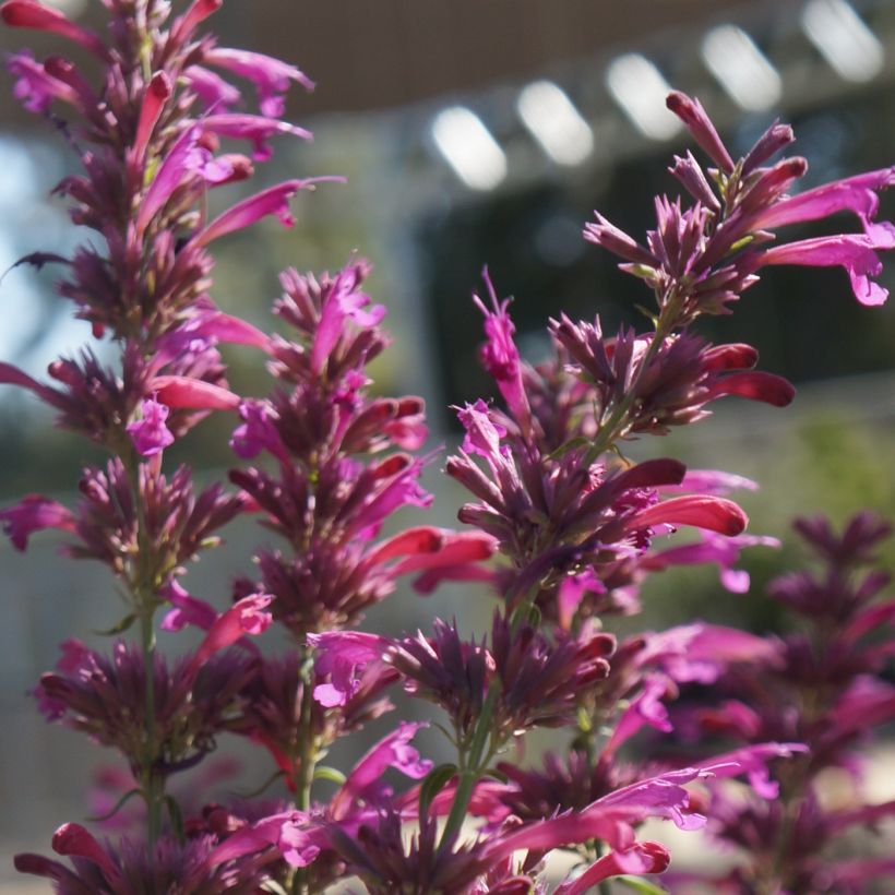 Agastache cana - Duftnessel (Blüte)