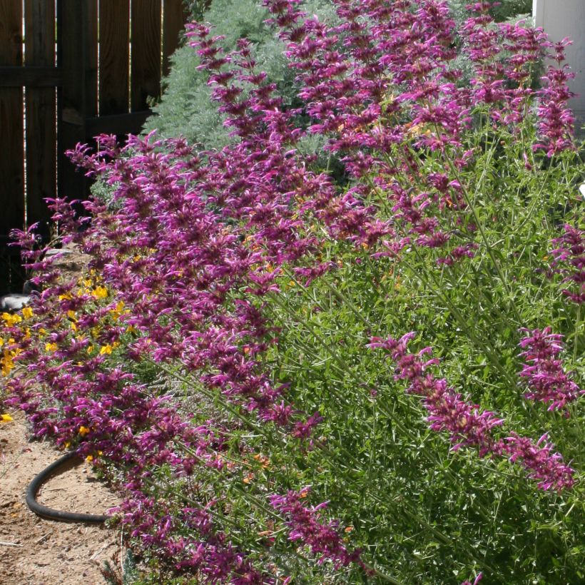 Agastache cana - Duftnessel (Hafen)