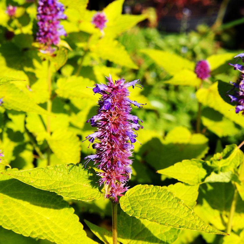 Agastache foeniculum Golden Jubilee - Duftnessel (Blüte)