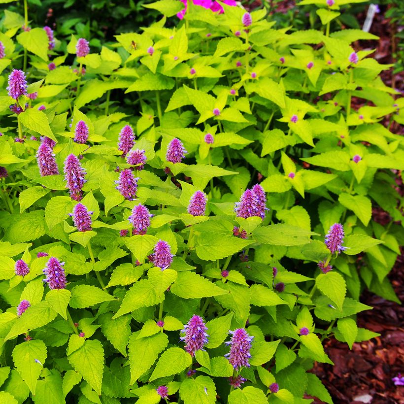 Agastache foeniculum Golden Jubilee - Duftnessel (Hafen)