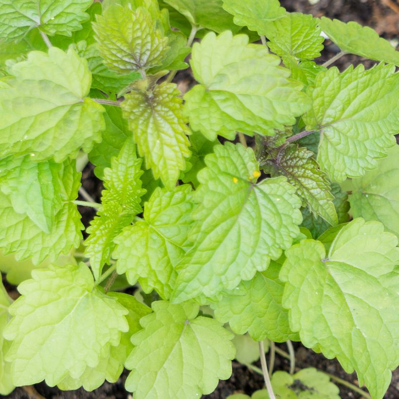 Agastache foeniculum - Duftnessel (Laub)