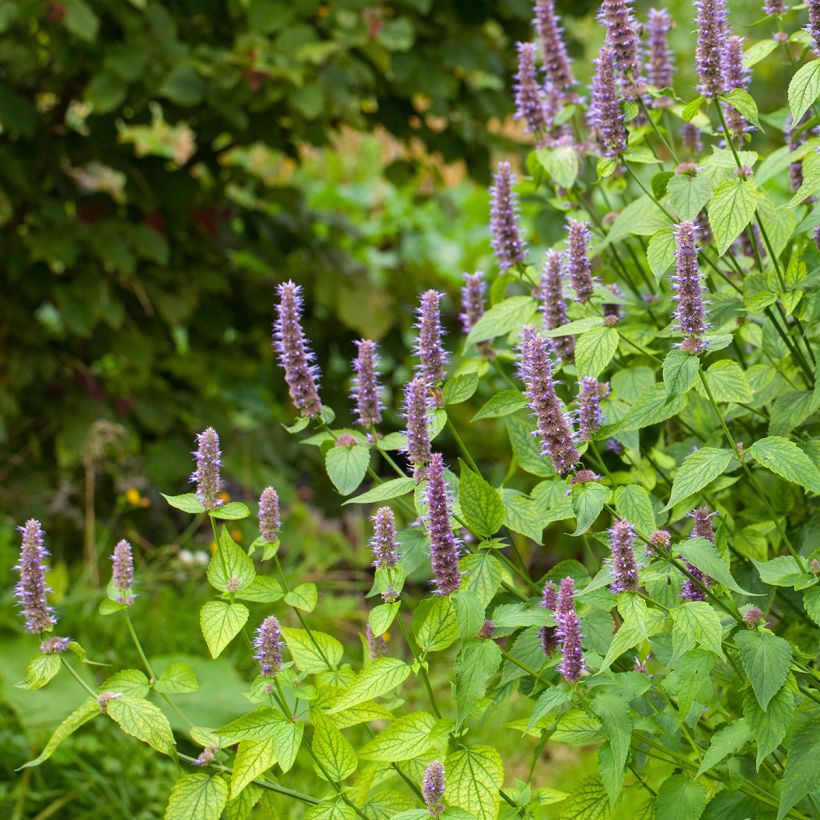 Agastache foeniculum - Duftnessel (Hafen)