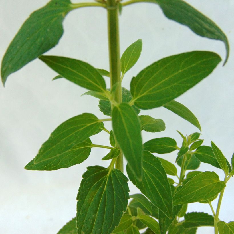 Agastache mexicana Red Fortune - Duftnessel (Laub)