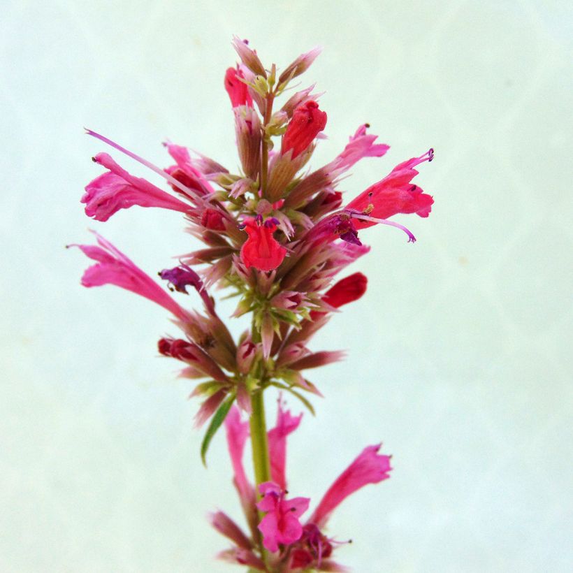 Agastache mexicana Red Fortune - Duftnessel (Blüte)