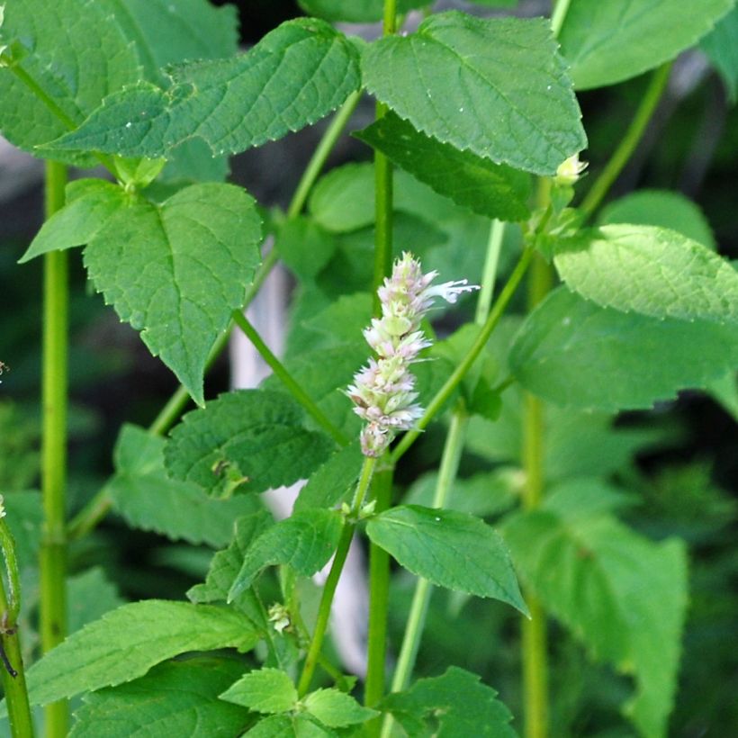 Agastache nepetoides Fuji no Yuki - Duftnessel (Laub)