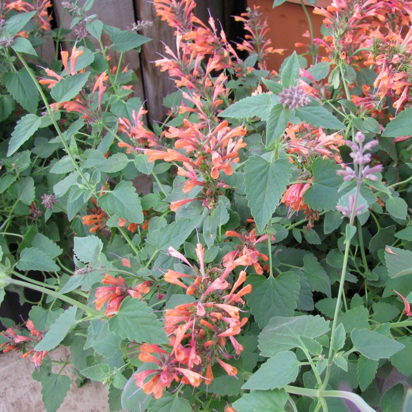 Agastache rupestris - Duftnessel (Hafen)