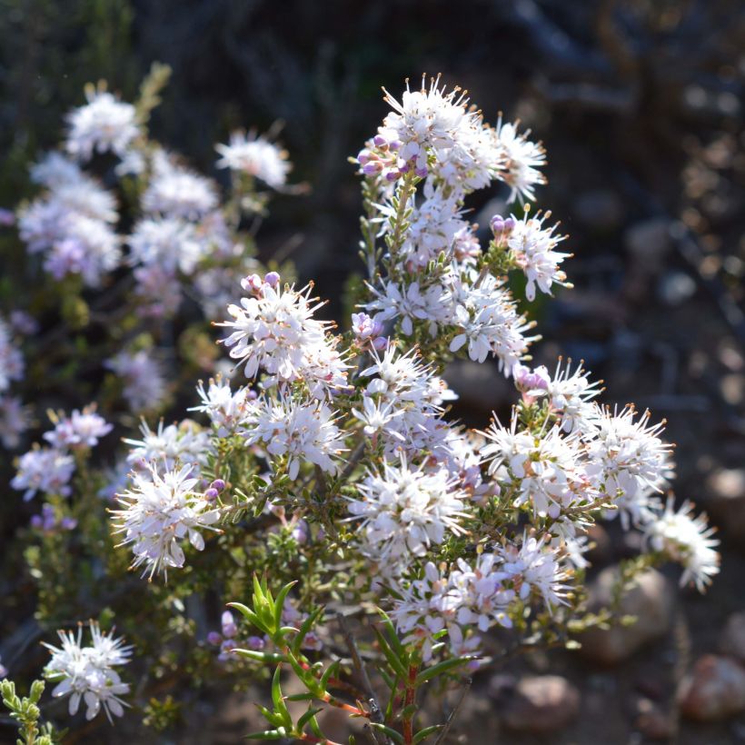 Agathosma capensis - Buchu (Blüte)