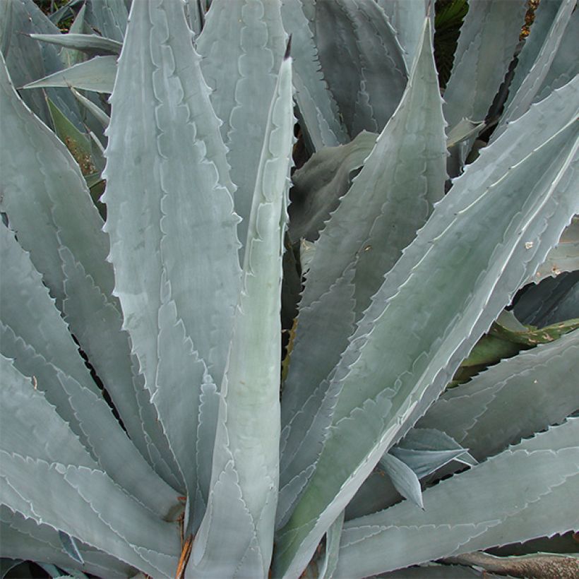 Agave americana - Amerikanische Agave (Laub)