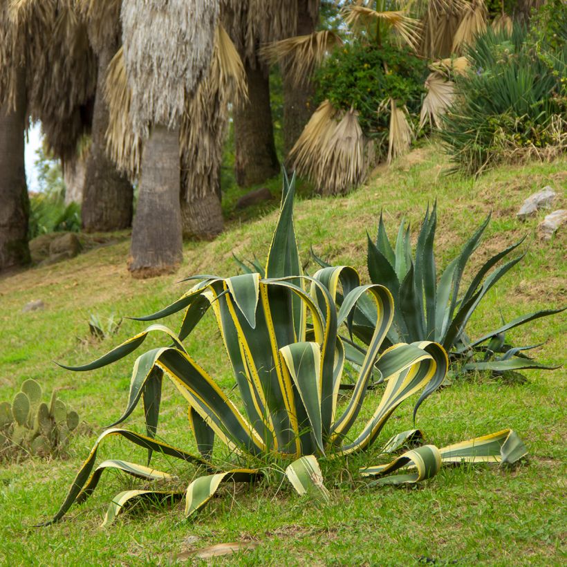 Agave americana Variegata - Amerikanische Agave (Hafen)