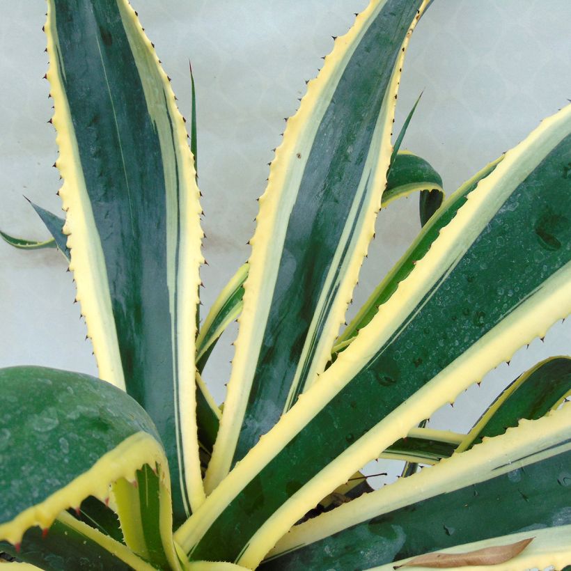 Agave americana Variegata - Amerikanische Agave (Blüte)