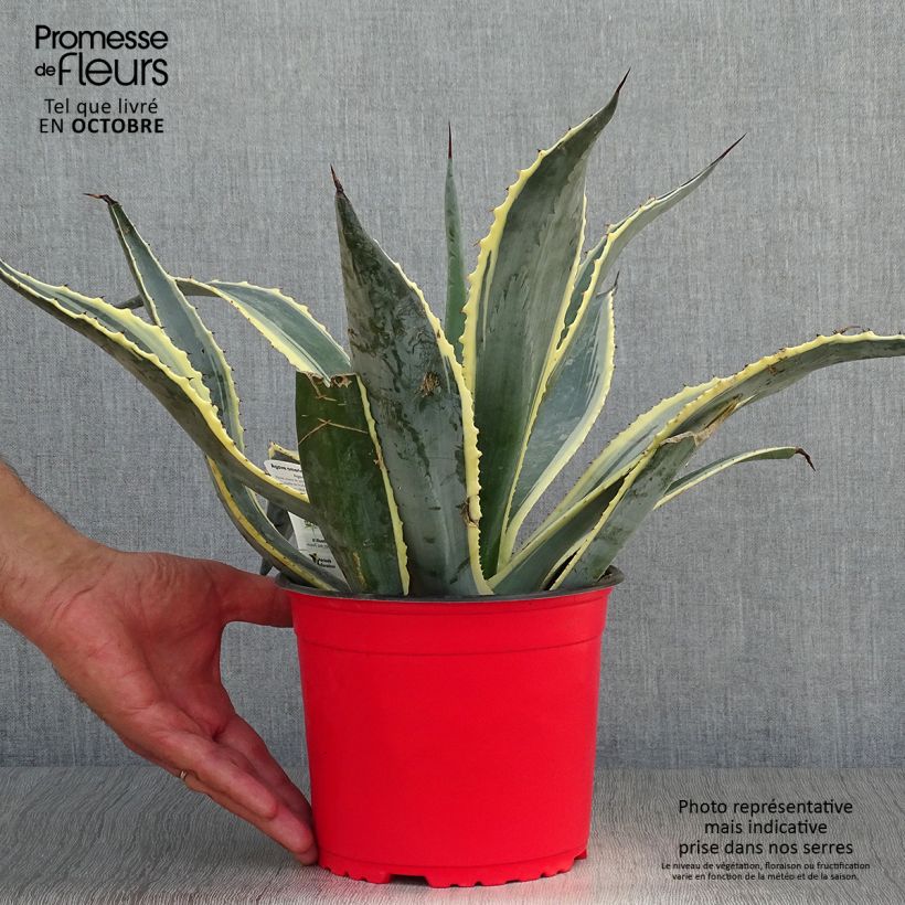 Exemplar von Agave americana Variegata - Agave d'Amérique pot de 2/3L wie im Herbst geliefert