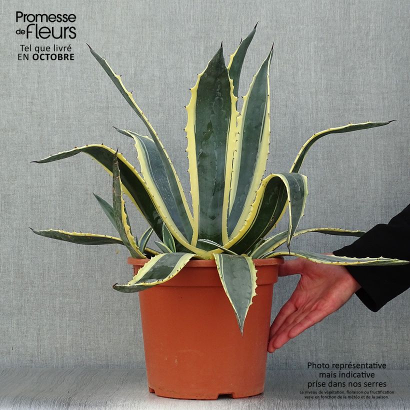 Exemplar von Agave americana Variegata - Agave d'Amérique pot de 7,5L/10L wie im Herbst geliefert