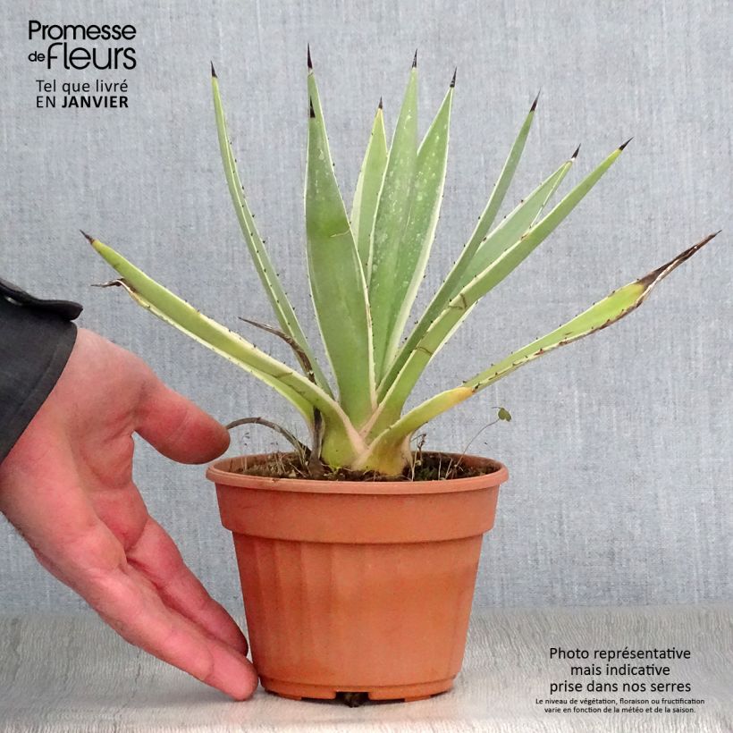 Exemplar von Agave angustifolia Marginata Pot de 13 cm wie im Winter geliefert