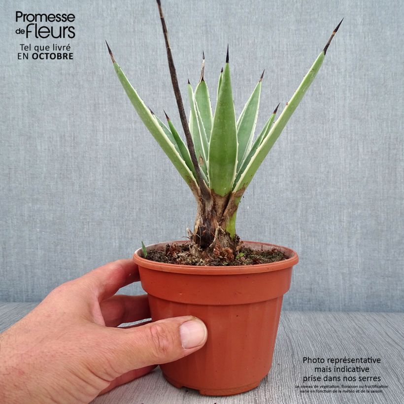 Exemplar von Agave angustifolia Marginata Pot de 13 cm wie im Herbst geliefert