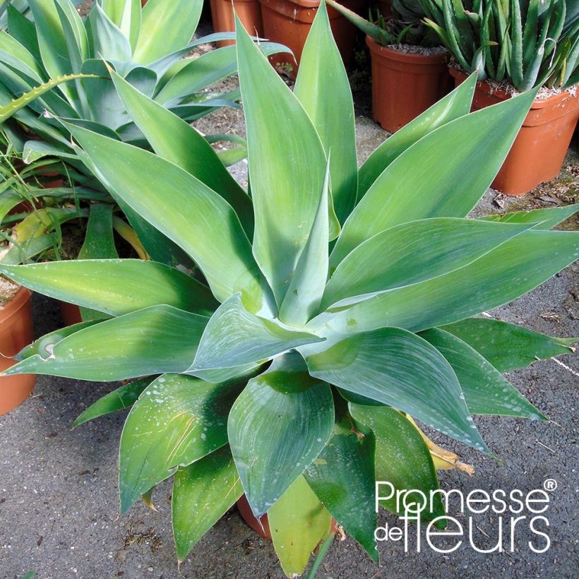 Agave attenuata - Drachenbaum-Agave (Laub)