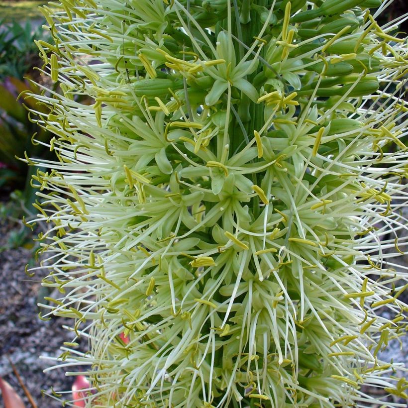 Agave attenuata - Drachenbaum-Agave (Blüte)