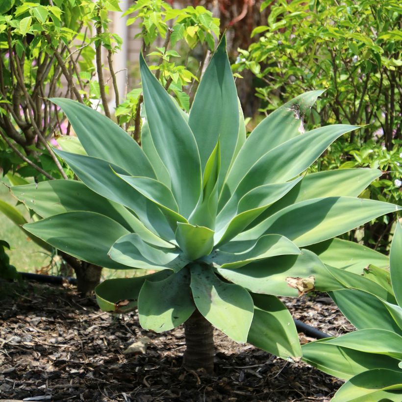 Agave attenuata - Drachenbaum-Agave (Hafen)