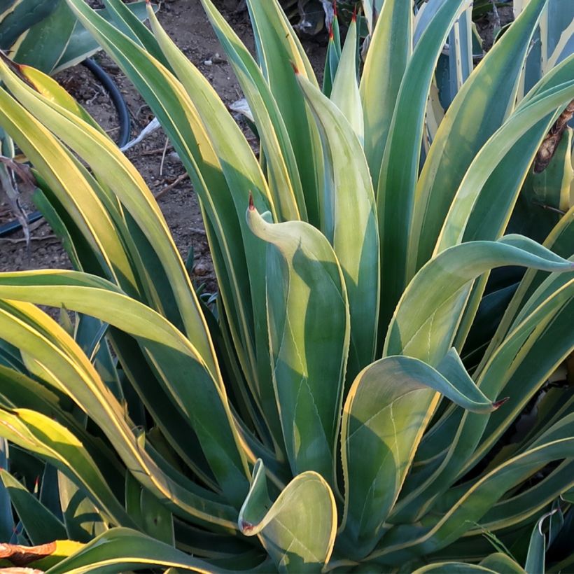 Agave desmetiana Variegata (Laub)