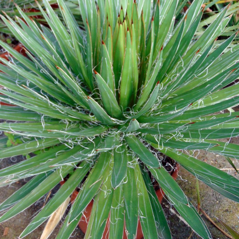 Agave filifera (Laub)