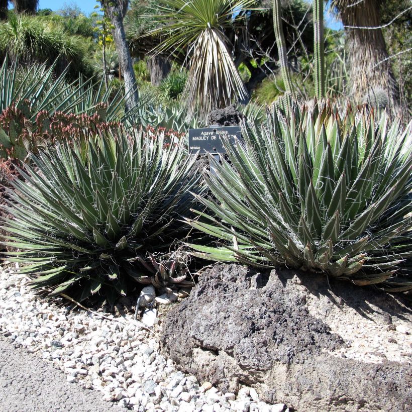 Agave filifera (Hafen)