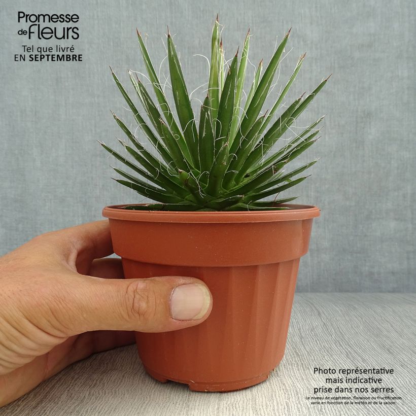 Exemplar von Agave filifera en pot de 13 cm wie im Herbst geliefert