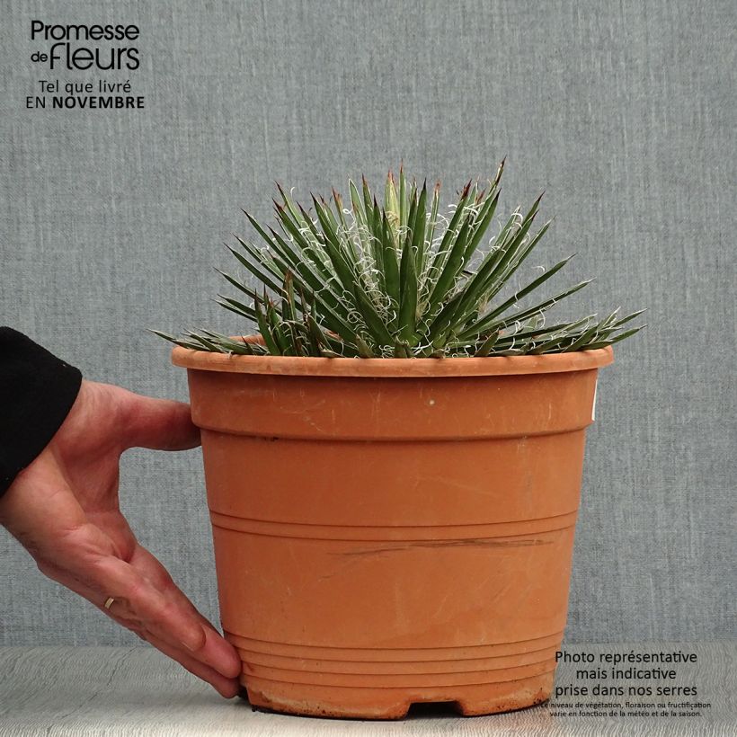 Exemplar von Agave filifera en pot de 1.5L/2L wie im Herbst geliefert