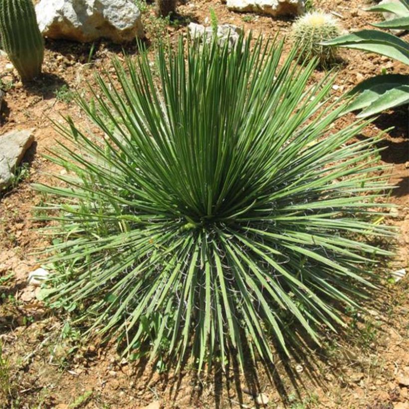 Agave geminiflora (Hafen)