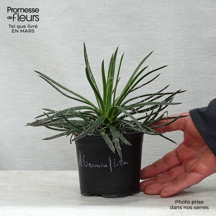 Exemplar von Agave geminiflora - Agave à fleurs jumelles en pot de 12 cm wie im Frühjahr geliefert