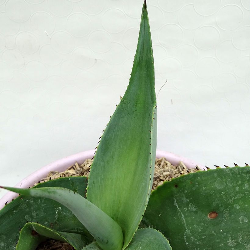 Agave guiengola (Laub)