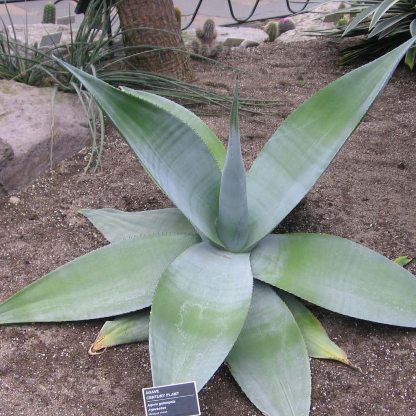 Agave guiengola (Hafen)