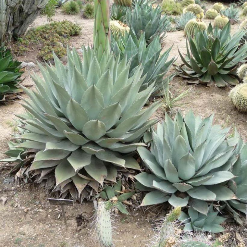 Agave havardiana (Hafen)