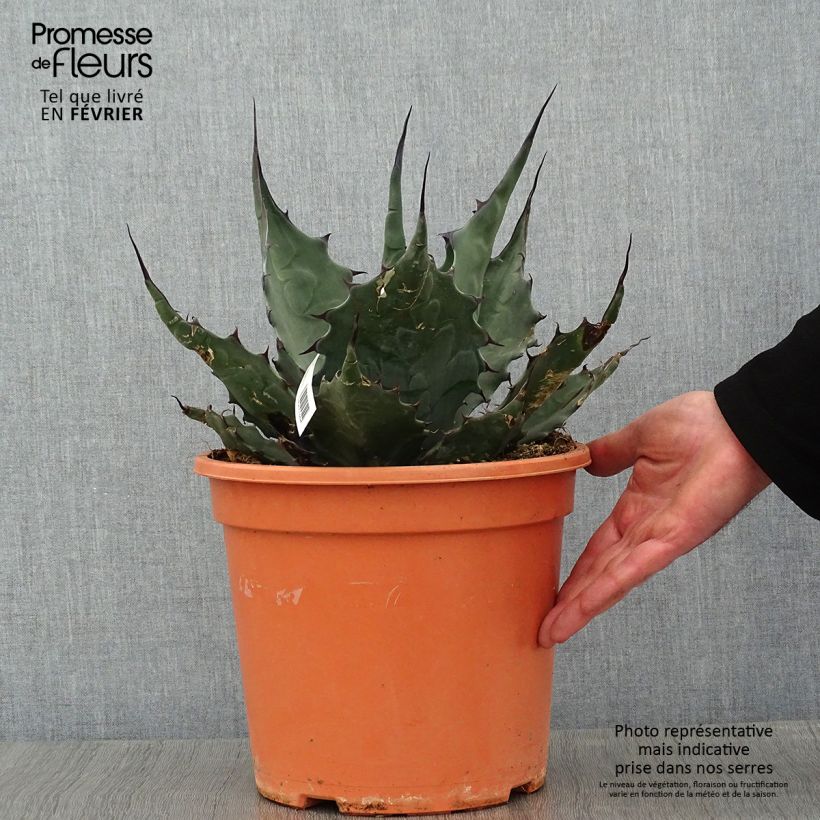 Exemplar von Agave havardiana Pot de 7,5L/10L wie im Winter geliefert