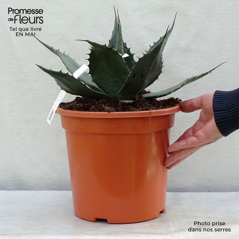 Exemplar von Agave havardiana Pot de 7,5L/10L wie im Frühjahr geliefert