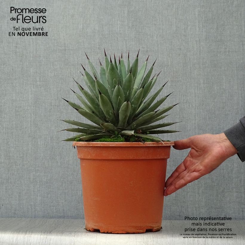 Exemplar von Agave macroacantha Pot de 7,5L/10L wie im Herbst geliefert