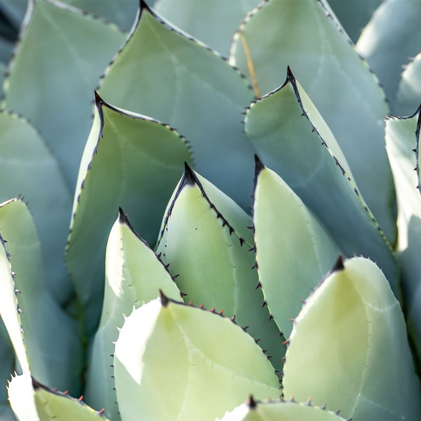 Agave macroacantha (Laub)