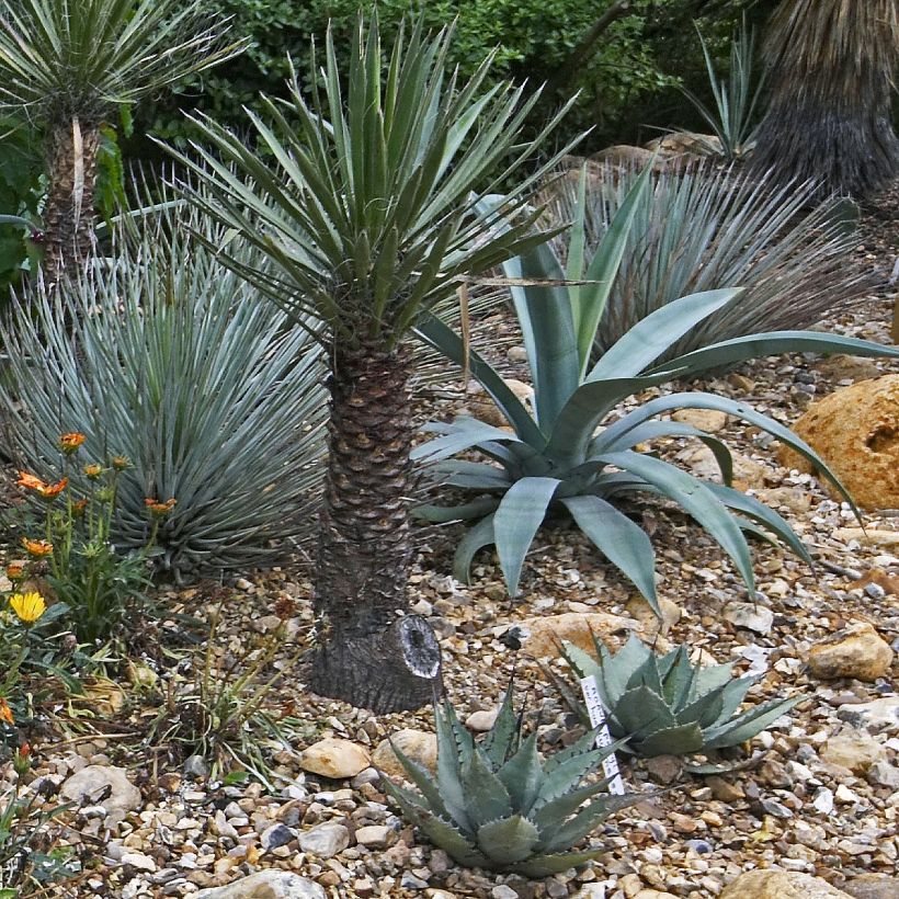 Agave macroacantha (Hafen)