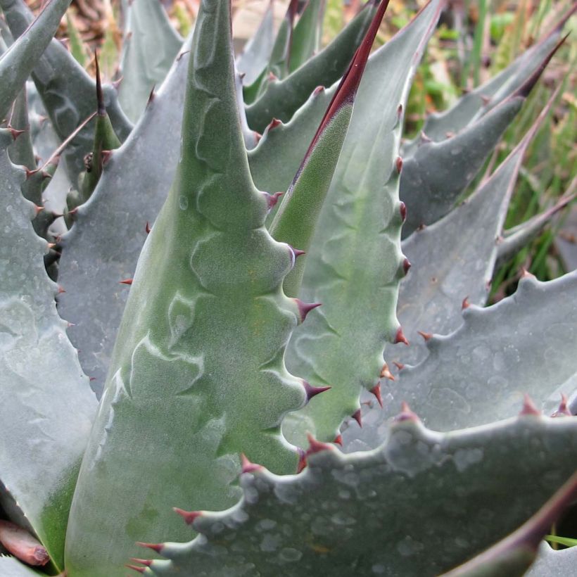 Agave montana - Berg-Agave (Laub)