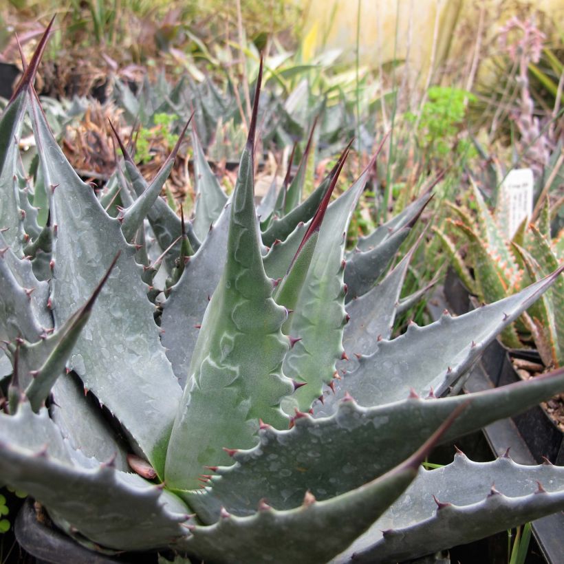 Agave montana - Berg-Agave (Hafen)