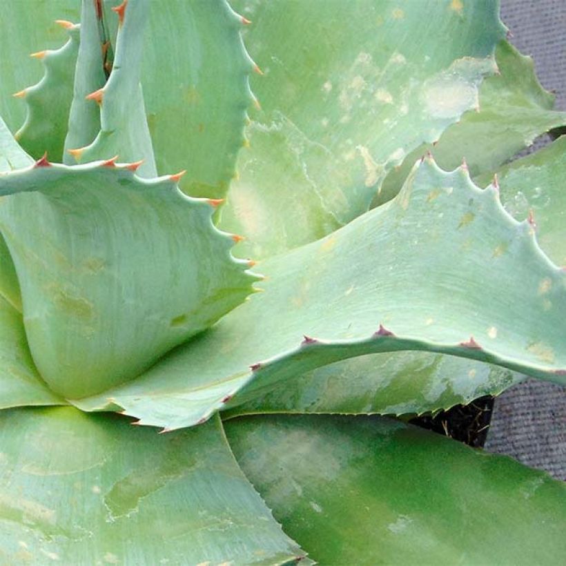 Agave ovatifolia (Laub)