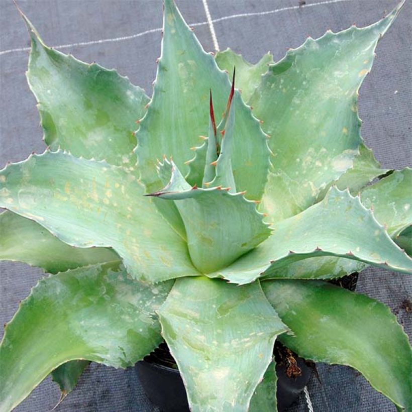 Agave ovatifolia (Hafen)