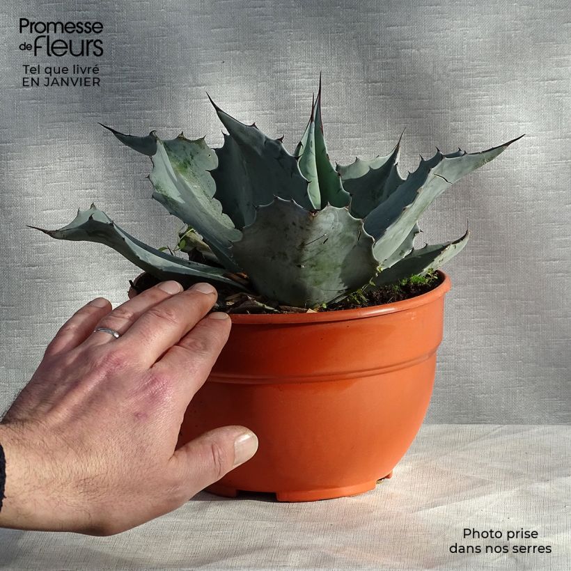 Exemplar von Agave ovatifolia  Pot de 3L/4L wie im Winter geliefert