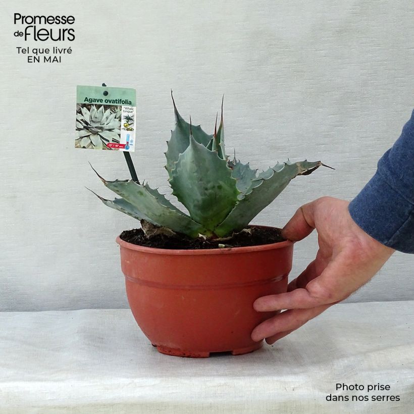 Exemplar von Agave ovatifolia  Pot de 3L/4L wie im Frühjahr geliefert