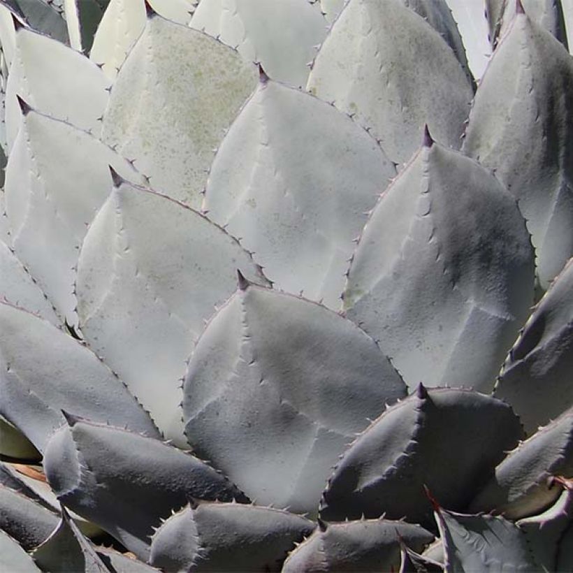 Agave parryi var. huachucensis (Laub)