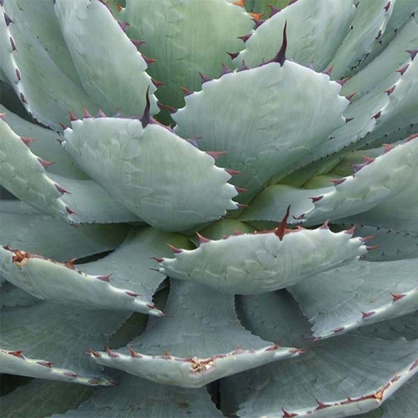 Agave Kikijokan (Laub)