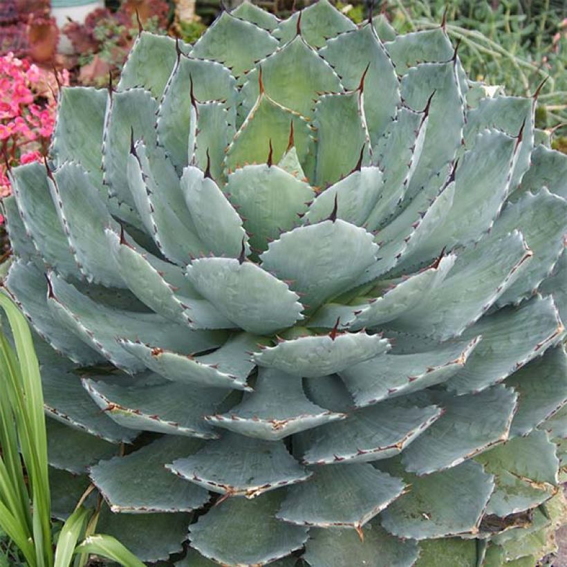 Agave Kikijokan (Hafen)